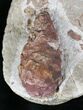 D, Oligocene Aged Fossil Pine Cone - Germany #22503-1